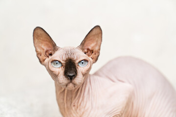 Canadian Sphynx. cat breed without hair. hypoallergenic pet. 