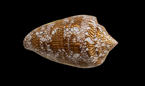 Shell of Marine Mollusk Conus Textile (Latin Name). Top View. Isolated On Black Background