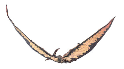 3d rendered illustration of a Pteranodon © Sebastian Kaulitzki