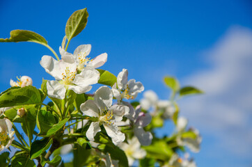 Spring background white apple tree flowers with green leaves close up against blue sky