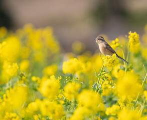 菜の花にとまる鳥