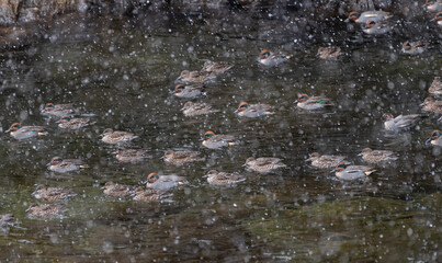 雪の中を泳ぐカモの群れ