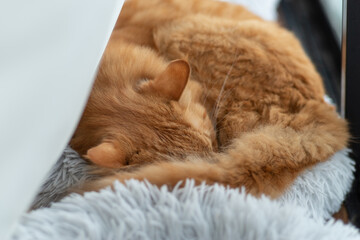 眠る猫　茶トラ猫