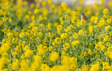 Fototapeta premium 菜の花にとまる鳥