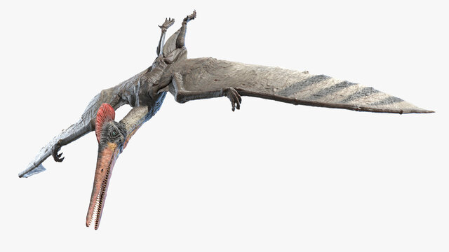 3d rendered illustration of a Pterodactyl