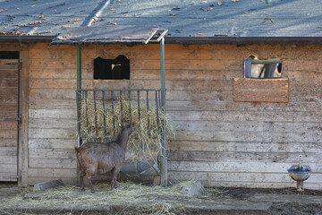 One Donkey Feeding in a Farm in a Sunny Day