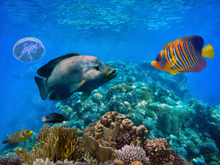 Fototapeta na wymiar Picturesque underwater world with bright exotic fish and coral reefs