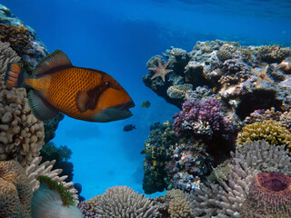 Naklejka na ściany i meble Picturesque underwater world with bright exotic fish and coral reefs