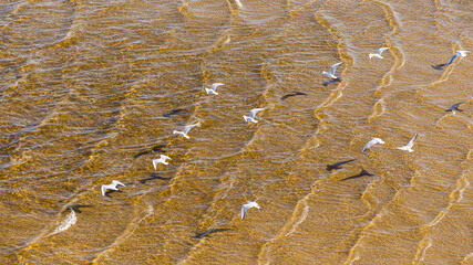 Seagulls fly over the surface of the sea with a sandy bottom near the shore on a sunny day, top view