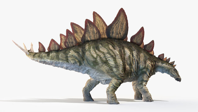 3d rendered illustration of a Stegosaurus