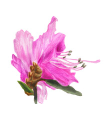Fototapeta na wymiar Botanical macro illustration of the Ledum flower. Beautiful watercolor botanical illustration of Rhododendron dauricum. A hand-drawn pink spring flower on a white background.
