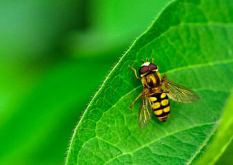 Insects inhabiting wild plants: Aphidophilae