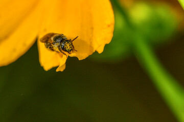 Insects inhabiting wild plants: Aphidophilae