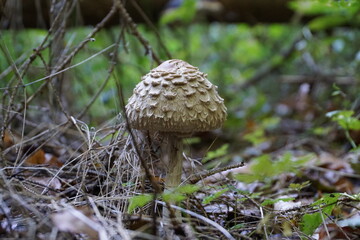 Pilz im Wald