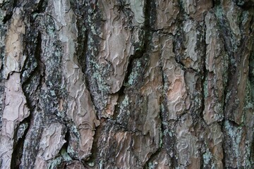 bark of a tree