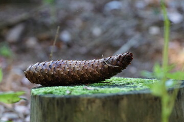 Kiefernzapfen auf einem Baumstamm im Wald
