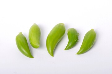 Cyclanther on a white background