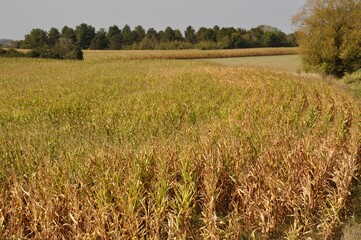 A Corn field in Brittany