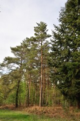 Fototapeta premium Communal forest of Saint-Pierre-Lès-Elbeuf
