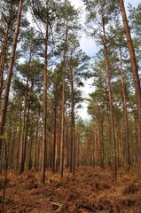 Obraz premium The Communal forest of Saint Pierre Les Elbeuf