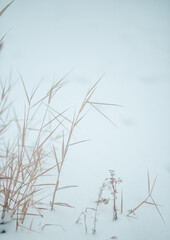 snow covered branches and spikeletes