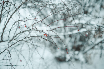 red berries in snow