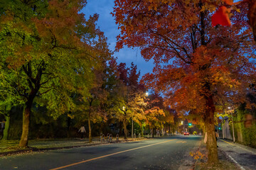 Obraz premium autumn in the park