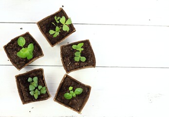 Young herb seedlings in pots, flat lay on white wooden table.  Small thyme, basil, bee balm and dong quai /chinese angelica/ cultivated  in biodegradable pots.