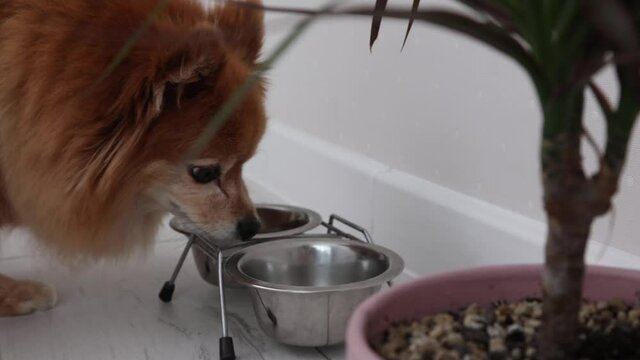 Red fluffy dog of the German Spitz breed has no appetite. Dog doesn't want to eat. Tasteless food. Pet refuses to eat. Dog sniffed bowl and left. Illness problems with nutrition. 4k slow motion video