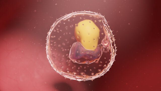 3d rendered illustration of a human embryo - week 3
