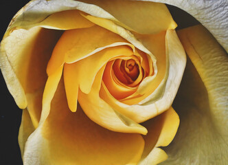 Yellow rose with open petals seen from the front.