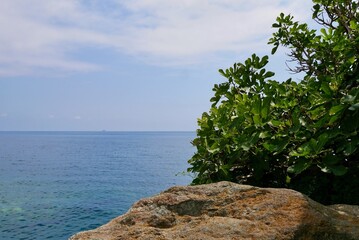 Fig tree and red rock, Mediterranean Sea and blue sky in the background.