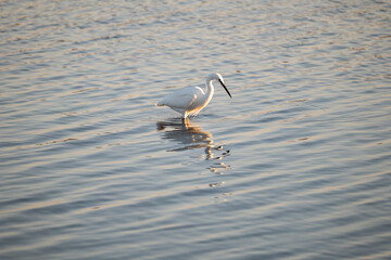 heron on the water