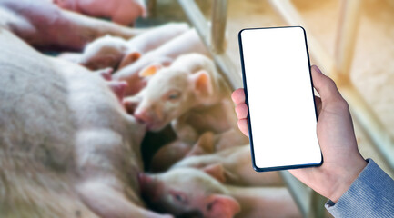 Blank touchscreen mobilephone holding in hand with blurred piglets which are drinking milk from their mother background. Mock up, copyspace, domestic animal price and technology concept.         © Sophon_Nawit