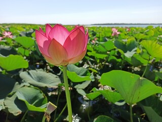 Blooming lotuses in the lake.