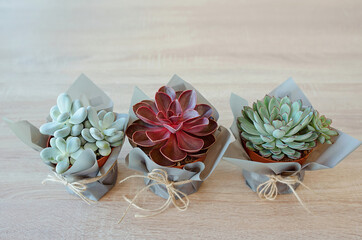 succulents plants at pots at home