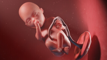 3d rendered illustration of a human fetus - week 20 - obrazy, fototapety, plakaty