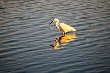 egret in the water in the colors of the setting sun

