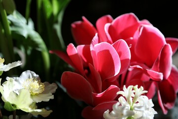 bouquet de fleurs rouges