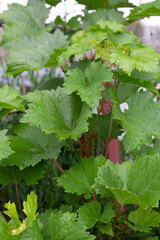Green leaves of grapes with rain drops. Growing and caring for plants in the garden. Close-up.