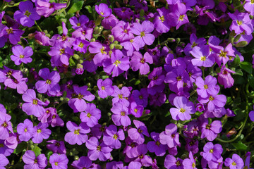 Purple flowers of Aubrieta deltoidea (Rock Cress, False Rockcress, Lilacbush, Rainbow Rockcress, Alyssum Deltoideum) in the garden, top view