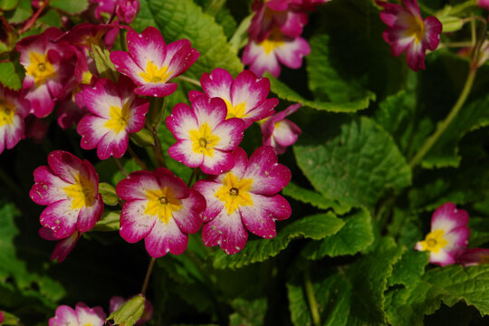 Pink primrose (Primula elatior) of the 'SuperNova Rose Bicolor' variety in the garden on a sunny morning, close-up, copy space