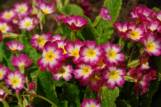 Polyanthus Primrose of the 'SuperNova Rose Bicolor' variety in the garden.  Pink and white primrose with yellow centers