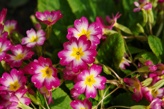 Pink primrose (Primula elatior) of the 'SuperNova Rose Bicolor' variety in the garden on a sunny morning