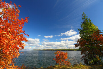 sunny autumn day on the shore of the red mountain ash lake