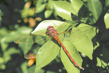 Dragonfly perching on fresh green leaves of the plant in tropical garden