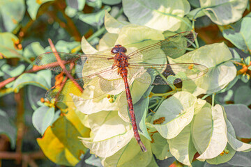 Dragonfly perching on small white flowers are blooming on stem of the flower plant in the tropical garden