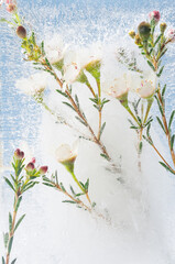 Delicate soft white sakura flowers on green branch frozen in ice on frosty light blue color as abstract spring elegant floral background, frozen flowers texture, vertical.