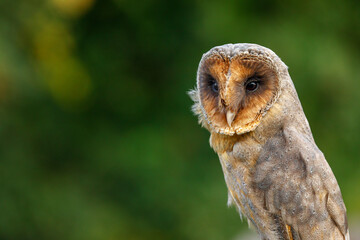 Portrait of owl in evening. Barn owl, Tyto alba, black dark form. Beautiful owl with heart-shaped face and fluffy feather. Urban wildlife. Rare dark form of bird. Isolated on green background.