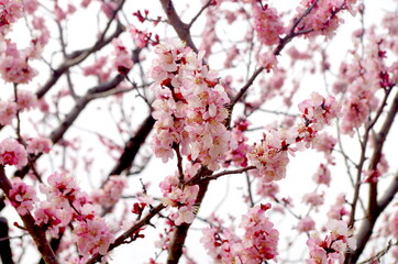 あんずの花
